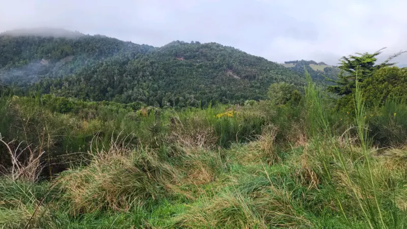 Campo de 7 Ha en Ancud Chiloé - 4