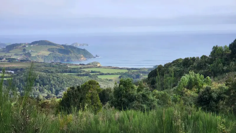 Campo de 7 Ha en Ancud Chiloé - 5