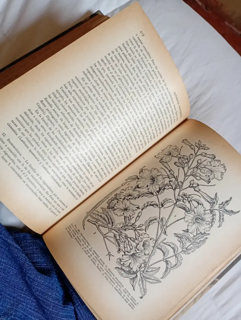 Libro antiguo de botánica con ilustraciones - 1