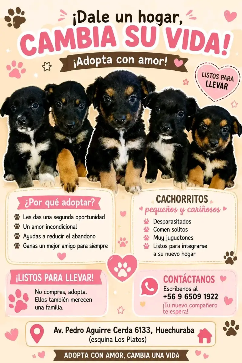 Perritos