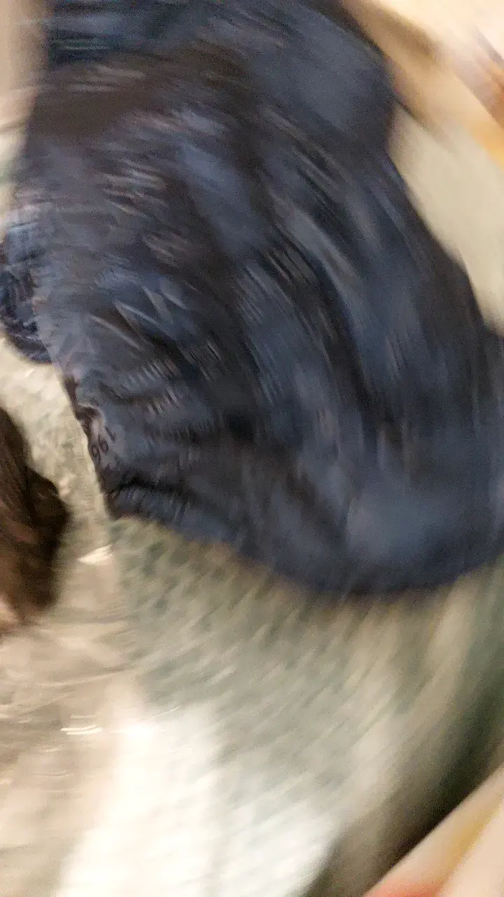 Abrigos Y Parcas Para Perros - 2