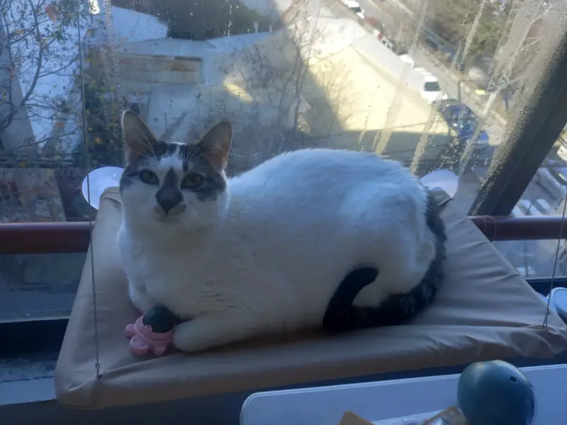 Hamaca para gato montada en ventana Noyal - 2