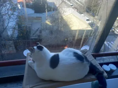 Hamaca para gato montada en ventana Noyal - miniatura 3