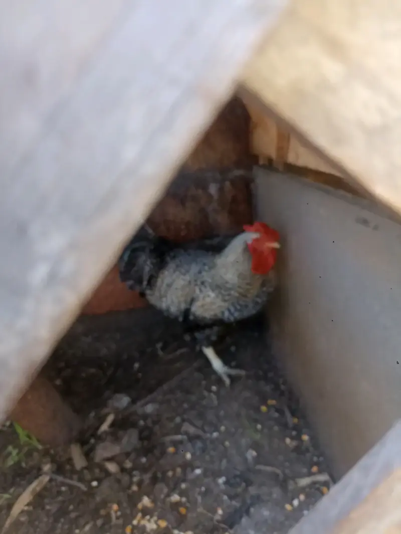 Gallo adulto en buen estado - 1