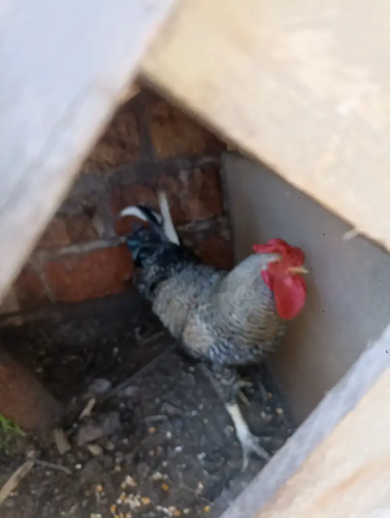 Gallo adulto en buen estado - 2