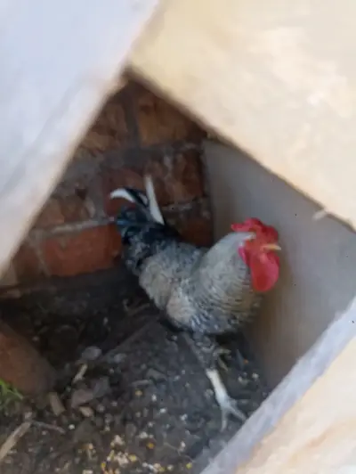 Gallo adulto en buen estado - miniatura 2