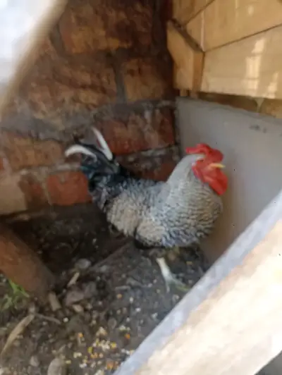 Gallo adulto en buen estado - miniatura 3