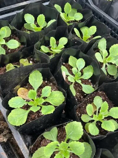 Plántulas de plantas ornamentales en macetas - miniatura 1