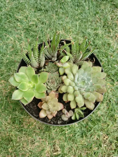 Maceta con suculentas variadas en macetero negro - miniatura 1