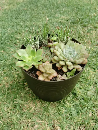 Maceta con suculentas variadas en macetero negro - miniatura 2