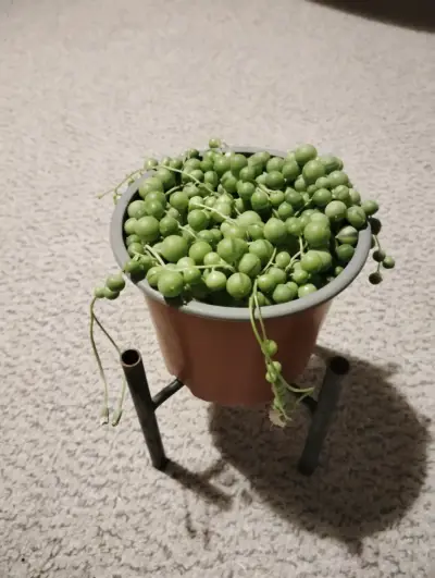 Planta Senecio Rowleyanus en Maceta Decorativa - miniatura 1