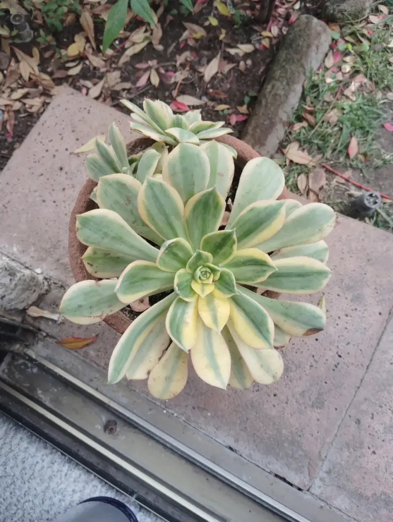 Suculenta Aeonium Sunburst. Va solo el esqueje
