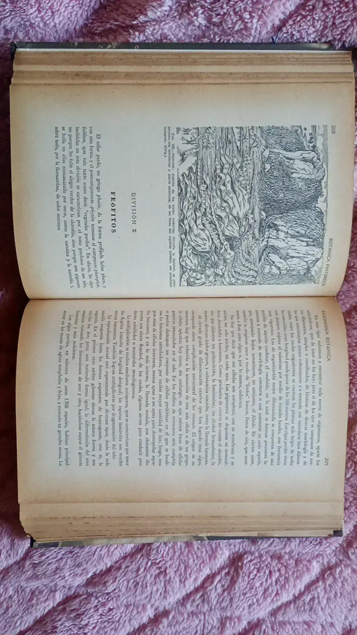 Libro antiguo de botánica con ilustraciones - 4
