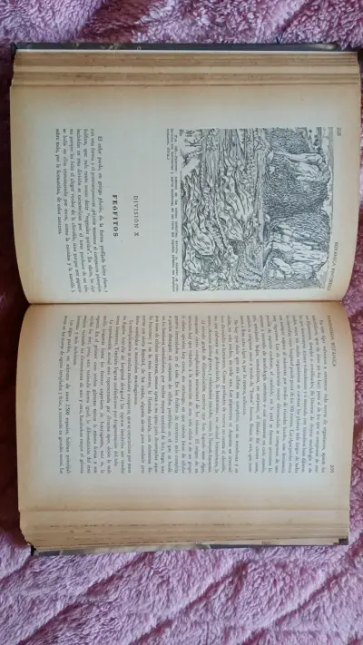 Libro antiguo de botánica con ilustraciones - miniatura 4