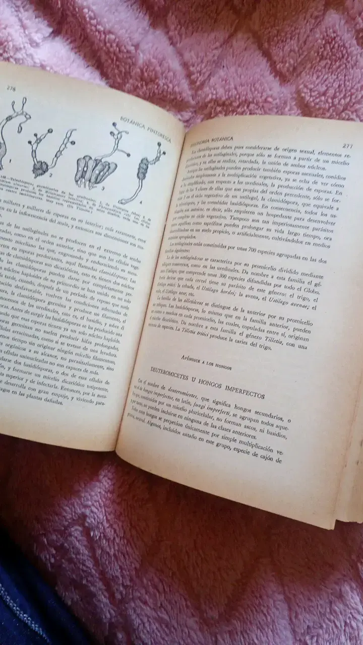 Libro antiguo de botánica con ilustraciones - 6