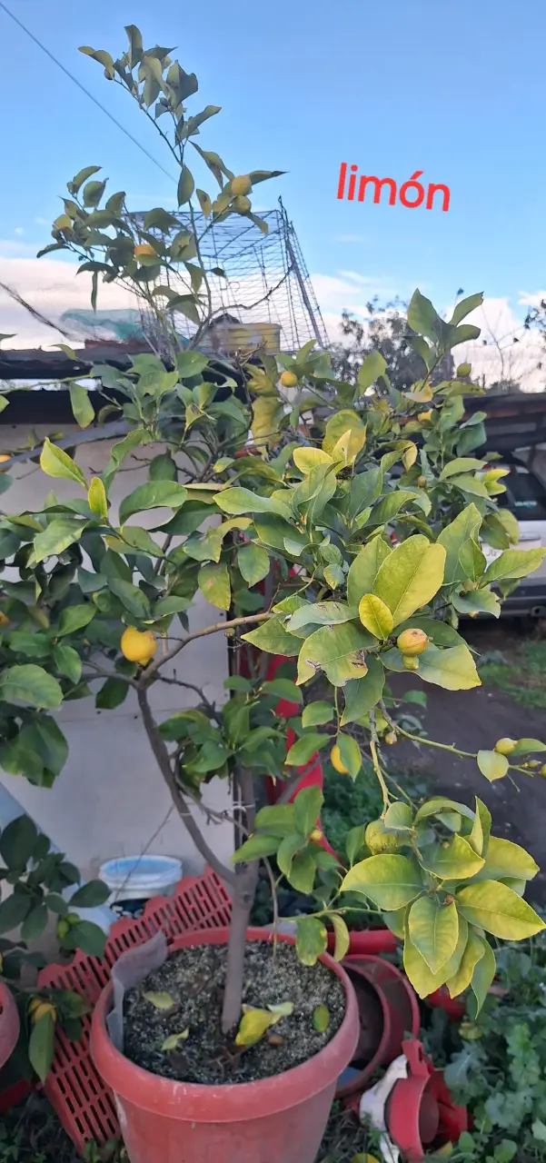 Árbol de limón en maceta