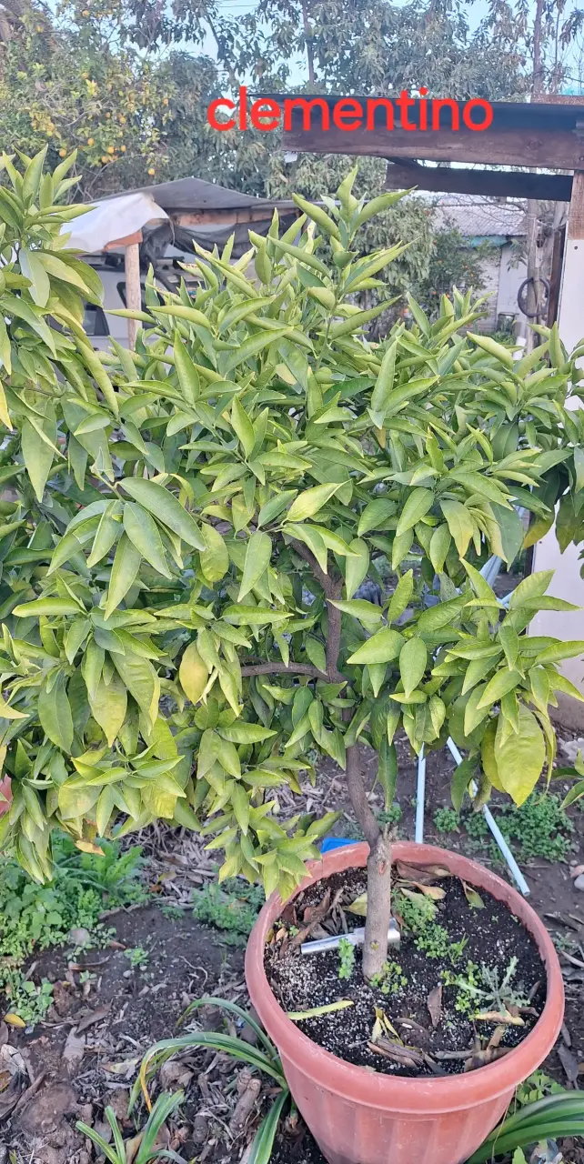 Árbol de Clementino en Maceta