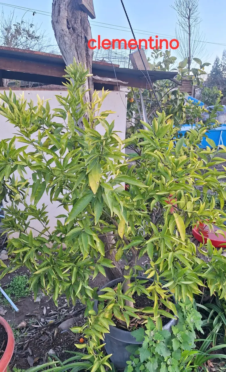 Árbol de Clementino en Maceta