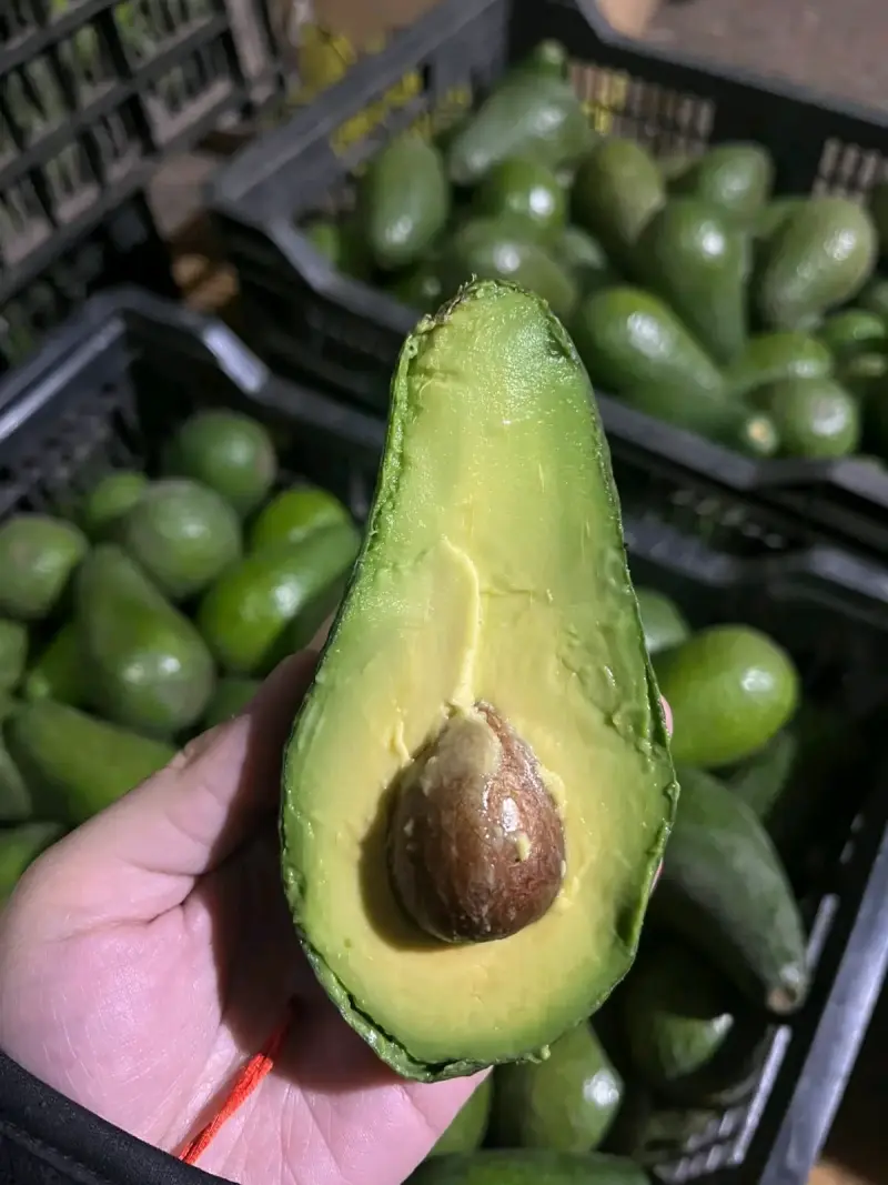 Palta Hass edranol fresca de alta calidad