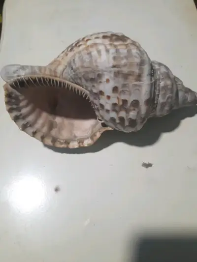 Caracolas marina decorativa grande - miniatura 2