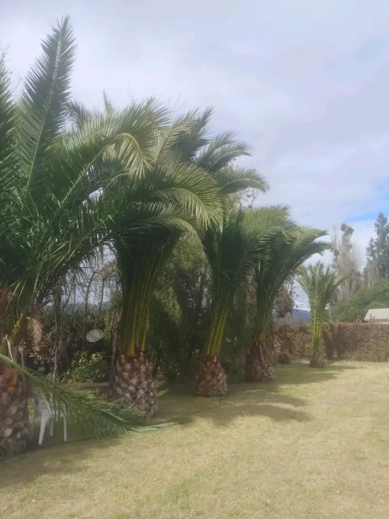 Palmeras chilenas para jardín - 1