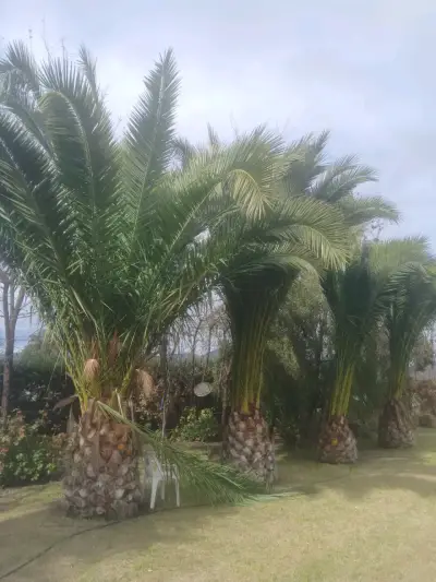 Palmeras chilenas para jardín - miniatura 2