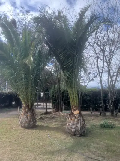 Palmeras chilenas para jardín - miniatura 3