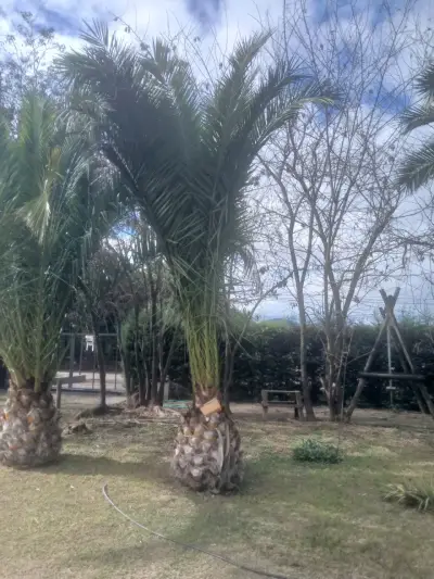Palmeras chilenas para jardín - miniatura 4