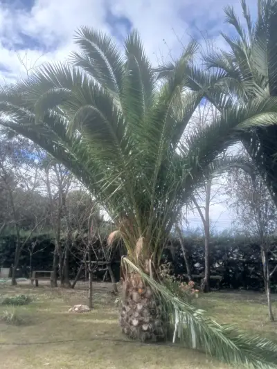 Palmeras chilenas para jardín - miniatura 5