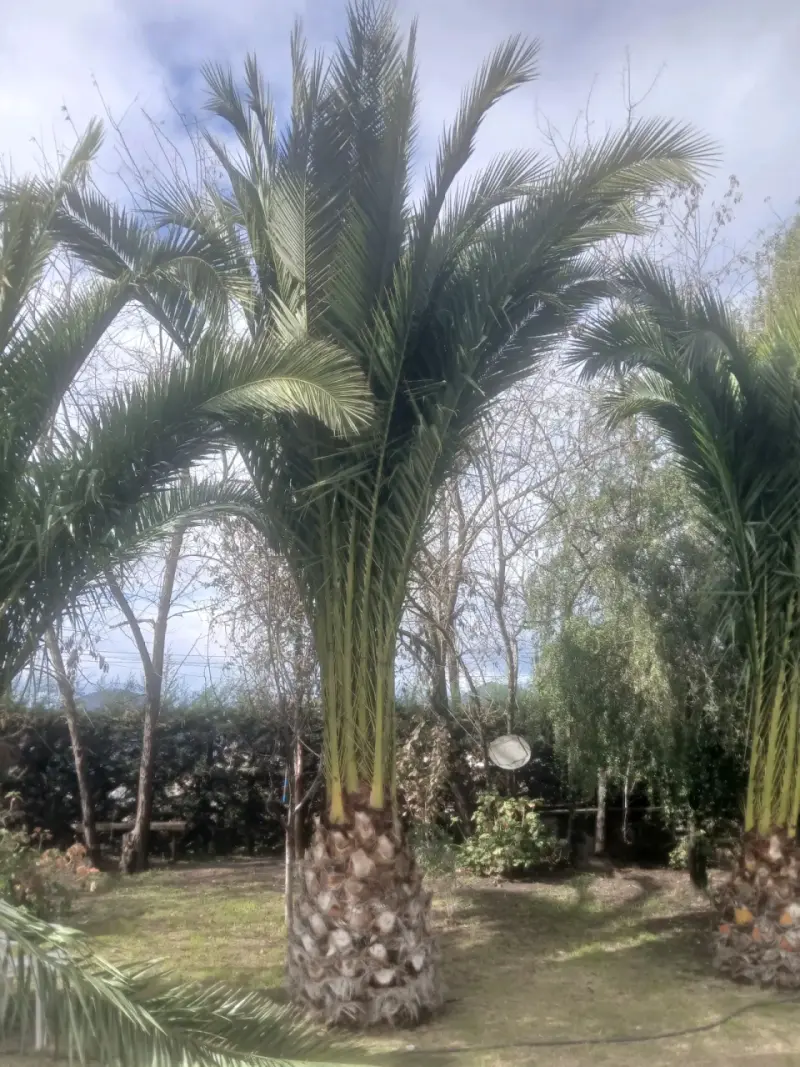 Palmeras chilenas para jardín - 6