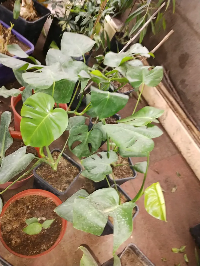Plantas Monstera Deliciosa en Macetas - 1