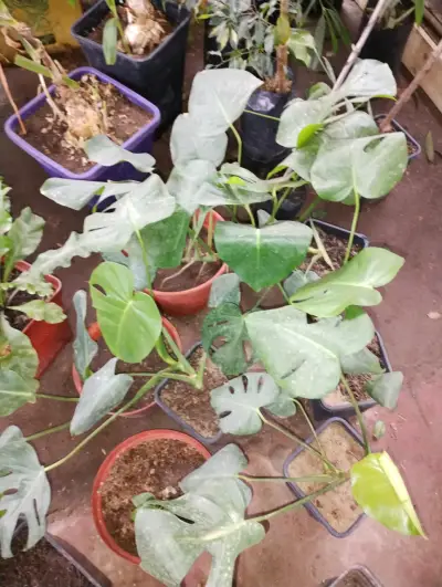 Plantas Monstera Deliciosa en Macetas - miniatura 2