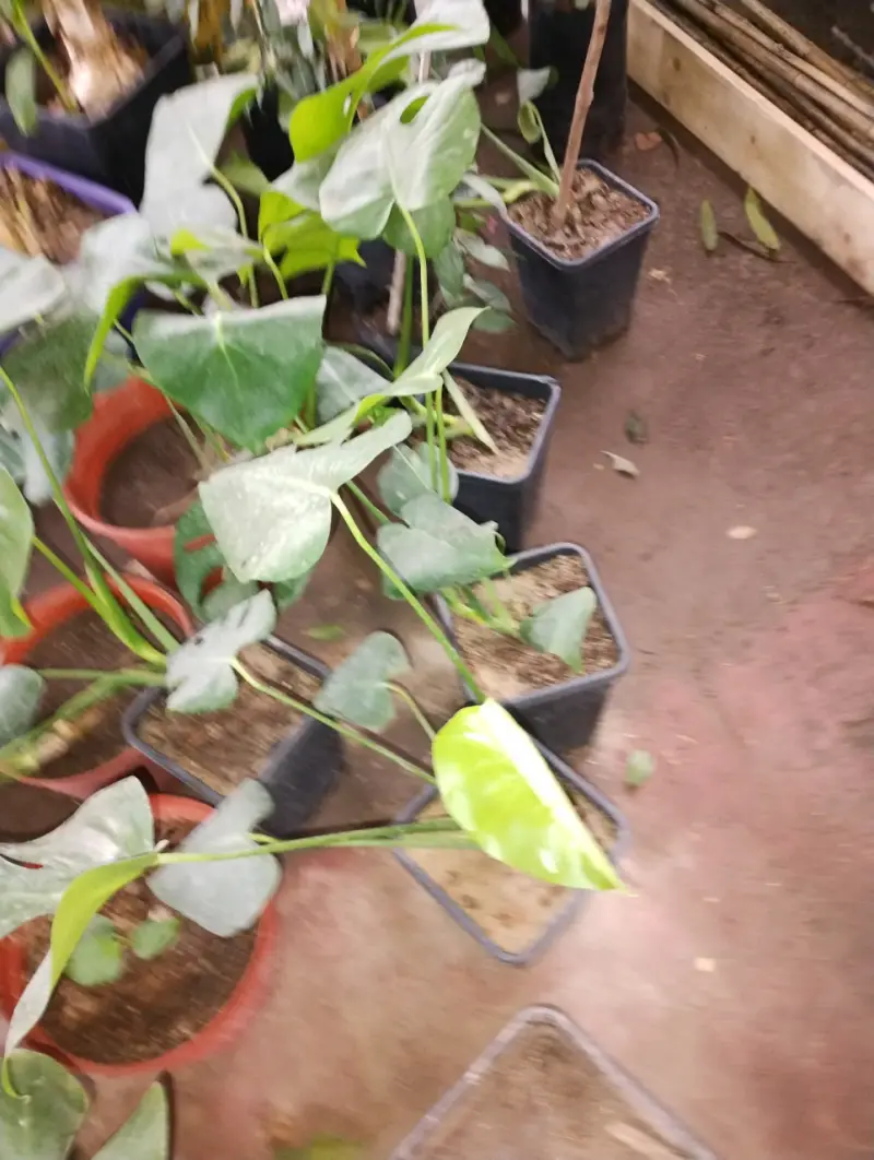 Plantas Monstera Deliciosa en Macetas - 3