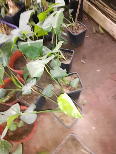 Plantas Monstera Deliciosa en Macetas - miniatura 3