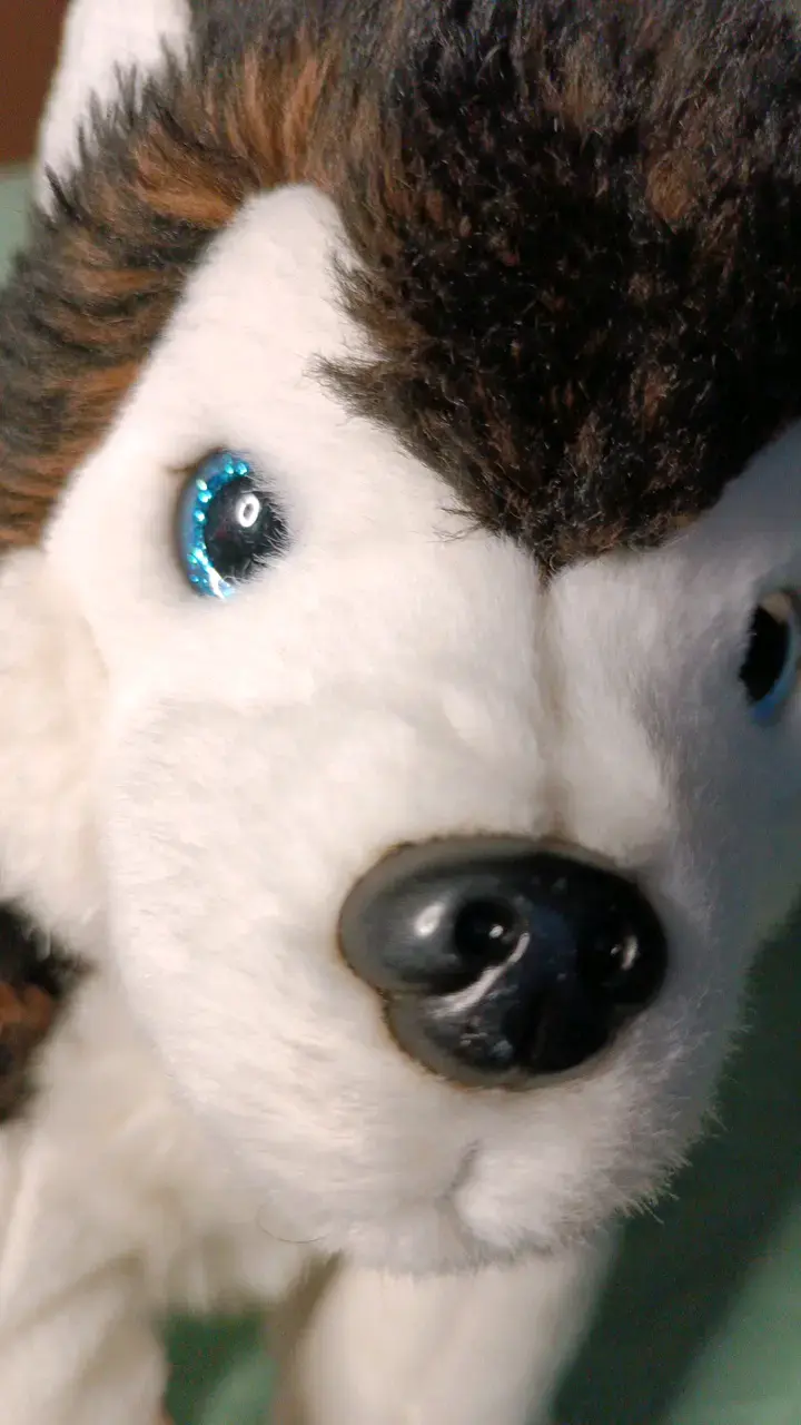 Peluche Husky de Peluche Suave - 3