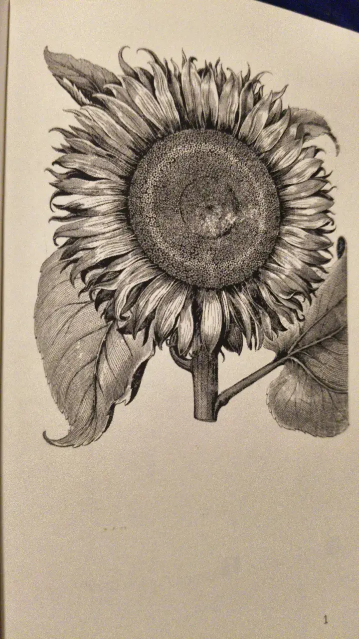 Libro 'Girasol' de Simon Aquino en inglés - 3