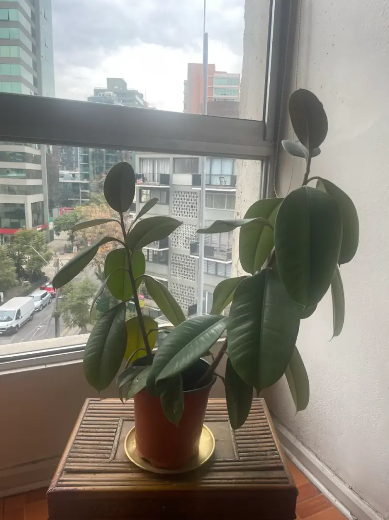 Gomero en maceta - 4