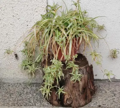 Conjunto de suculentas en macetas decorativas - miniatura 4