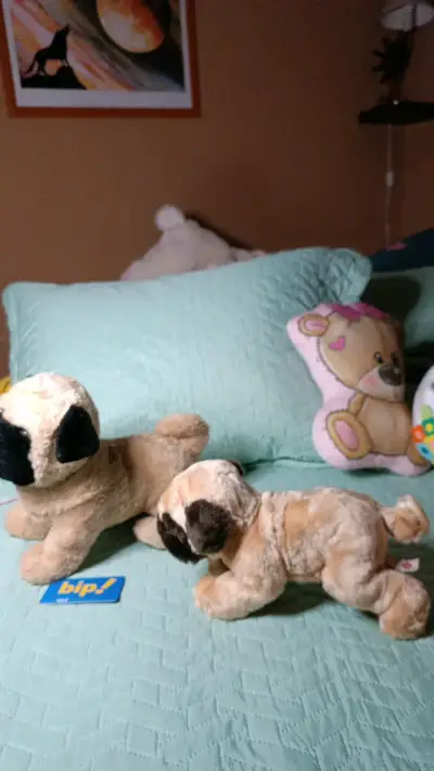 2 Peluches de perro pug suaves y adorables - miniatura 2