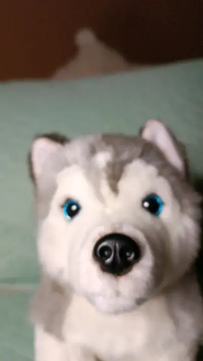 Peluche Husky Siberiano Suave y Realista - miniatura 5