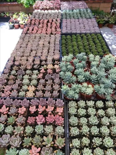 Set de Suculentas Variadas en Macetas - miniatura 3