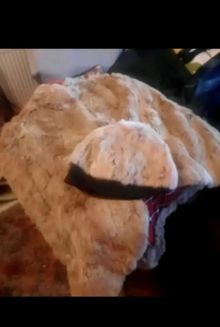 Capa de piel de conejo con gorro