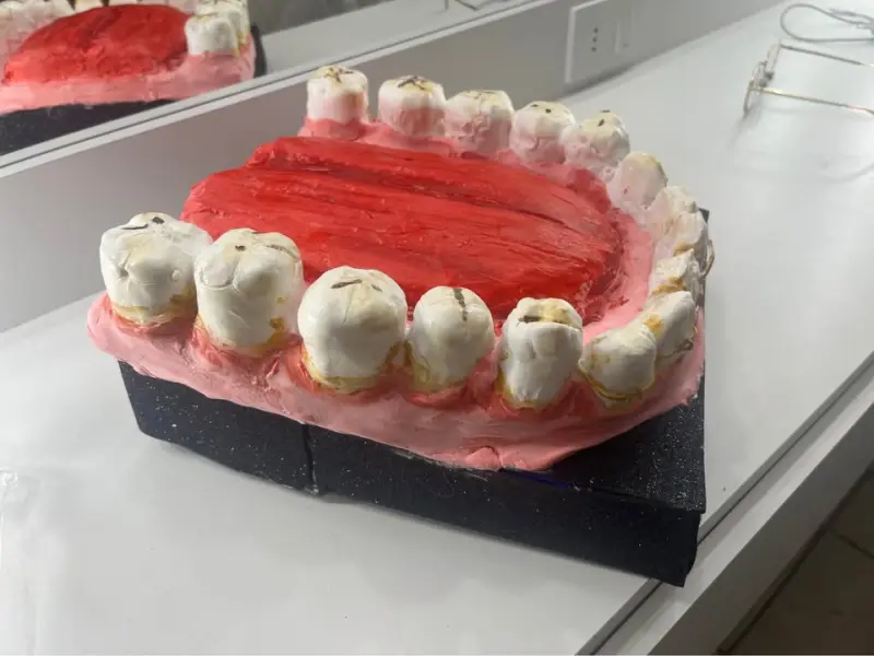 Maqueta de Dientes fenicios - 2