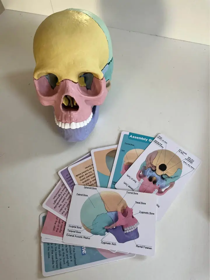 Modelo anatómico de cráneo humano desmontable 13 p - 1