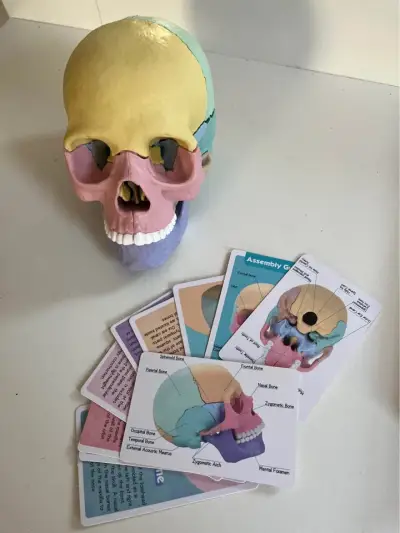 Modelo anatómico de cráneo humano desmontable 13 p - miniatura 1