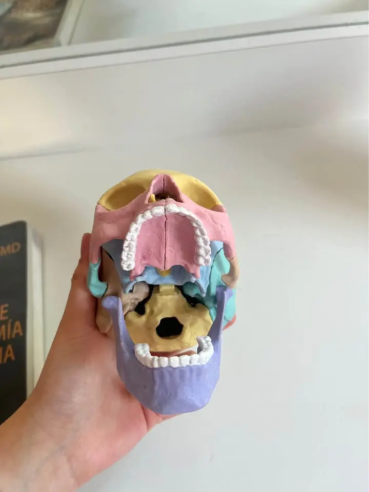 Modelo anatómico de cráneo humano desmontable 13 p - 2