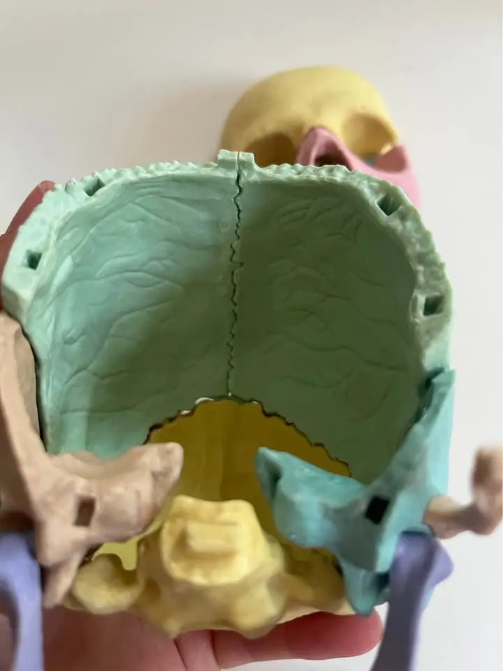 Modelo anatómico de cráneo humano desmontable 13 p - 3