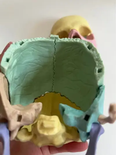 Modelo anatómico de cráneo humano desmontable 13 p - miniatura 3