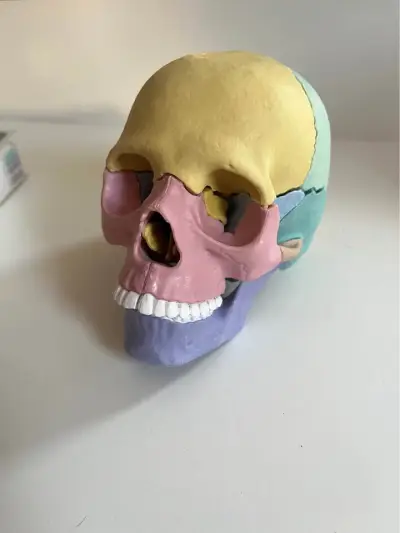Modelo anatómico de cráneo humano desmontable 13 p - miniatura 4