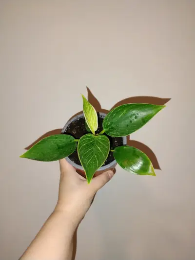 Planta de interior en maceta pequeña - miniatura 1